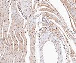 COPS3 Antibody in Immunohistochemistry (Paraffin) (IHC (P))