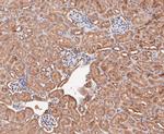 COPS3 Antibody in Immunohistochemistry (Paraffin) (IHC (P))