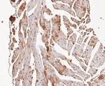 COPS3 Antibody in Immunohistochemistry (Paraffin) (IHC (P))