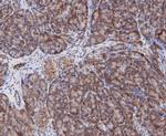COPS3 Antibody in Immunohistochemistry (Paraffin) (IHC (P))