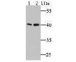 COPS3 Antibody in Western Blot (WB)