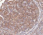 TCP1 Recombinant Rabbit Monoclonal Antibody (JE48-48)