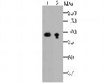 EWSR1 Antibody in Western Blot (WB)