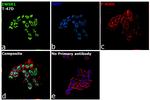 EWSR1 Antibody in Immunocytochemistry (ICC/IF)