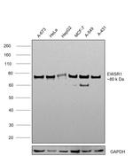 EWSR1 Antibody in Western Blot (WB)