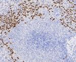 Lactoferrin Antibody in Immunohistochemistry (Paraffin) (IHC (P))