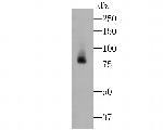 Lactoferrin Antibody in Western Blot (WB)