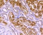 GP130 Antibody in Immunohistochemistry (Paraffin) (IHC (P))