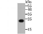 GP130 Antibody in Western Blot (WB)