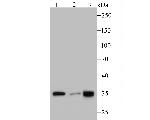PLEKHH1 Antibody in Western Blot (WB)