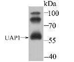 UAP1 Antibody in Western Blot (WB)