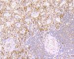 DEFA1 Monoclonal Antibody (2D2)
