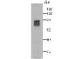 MAOA Antibody in Western Blot (WB)