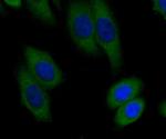 BHMT Monoclonal Antibody (9E1)