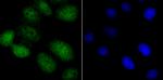 NFIB Monoclonal Antibody (1H2)