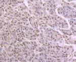 NFIB Monoclonal Antibody (1H5)