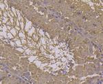 HSP701L Monoclonal Antibody (7D1)