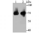 HSP701L Antibody in Western Blot (WB)