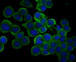 IL-31 Antibody in Immunocytochemistry (ICC/IF)