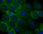 IL-31 Antibody in Immunocytochemistry (ICC/IF)