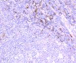 IL-31 Antibody in Immunohistochemistry (Paraffin) (IHC (P))