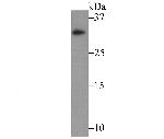 IL-31 Antibody in Western Blot (WB)