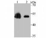 ZSCAN4 Monoclonal Antibody (2-7)