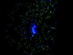 TGG2 Antibody in Immunocytochemistry (ICC/IF)