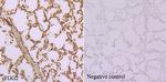 TGG2 Antibody in Immunohistochemistry (Paraffin) (IHC (P))