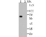 TGG2 Antibody in Western Blot (WB)