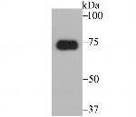ATF6 Monoclonal Antibody (8D3)