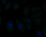ERp72 Monoclonal Antibody (10-F2)
