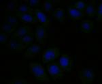 ERp72 Antibody in Immunocytochemistry (ICC/IF)