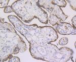ERp72 Antibody in Immunohistochemistry (Paraffin) (IHC (P))
