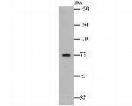 ERp72 Antibody in Western Blot (WB)