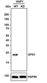 GPX1 Antibody in Western Blot (WB)