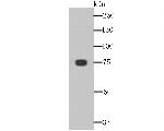 KHSRP Monoclonal Antibody (A7-B0)