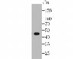 HLA-ABC Antibody in Western Blot (WB)