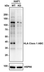 HLA-ABC Antibody in Western Blot (WB)