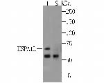 HSP701L Antibody in Western Blot (WB)