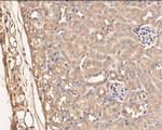 SERPINC1 Antibody in Immunohistochemistry (Paraffin) (IHC (P))