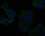 C7 Antibody in Immunocytochemistry (ICC/IF)