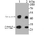 Cathepsin D Antibody in Western Blot (WB)