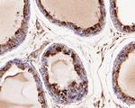 SPATA5L1 Antibody in Immunohistochemistry (Paraffin) (IHC (P))