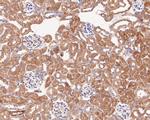 SPATA5L1 Antibody in Immunohistochemistry (Paraffin) (IHC (P))