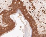 SPATA5L1 Antibody in Immunohistochemistry (Paraffin) (IHC (P))