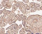SPATA5L1 Antibody in Immunohistochemistry (Paraffin) (IHC (P))