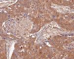 SPATA5L1 Antibody in Immunohistochemistry (Paraffin) (IHC (P))