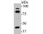 SPATA5L1 Antibody in Western Blot (WB)