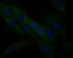 SPATA5L1 Antibody in Immunocytochemistry (ICC/IF)